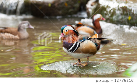 Mandarin Duck 12776216