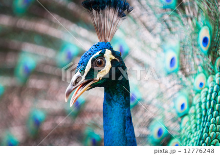 Indian Peacock Indian Peacock 12776248