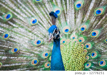 Indian Peacock Indian Peacock 12776251