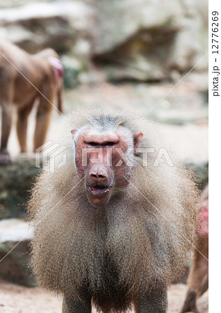 Hamadryas Baboon 12776269