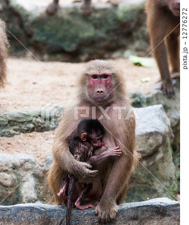 Hamadryas Baboon 12776272