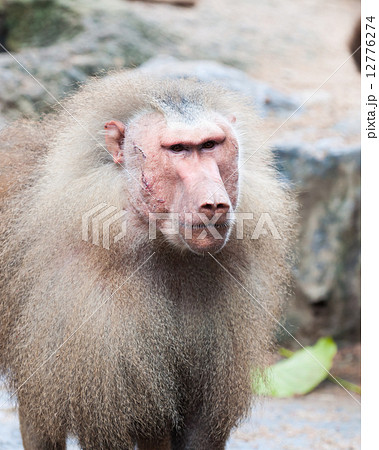Hamadryas Baboon 12776274
