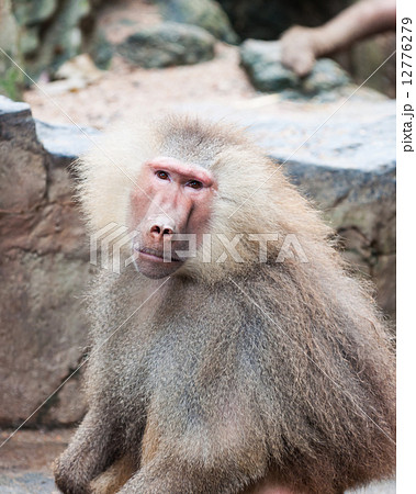Hamadryas Baboon 12776279
