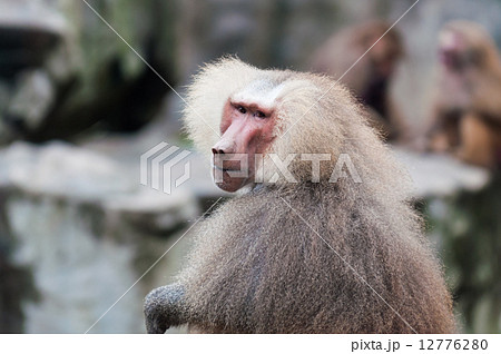 Hamadryas Baboon 12776280
