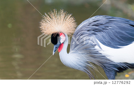 Grey Crowned Crane 12776292
