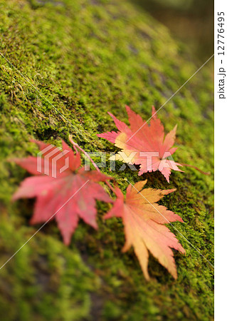 苔と落ち葉 苔と落ち葉 12776495