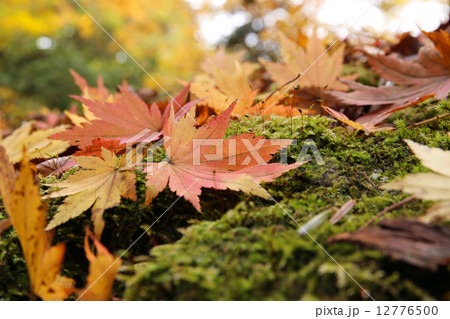 苔と落ち葉 12776500