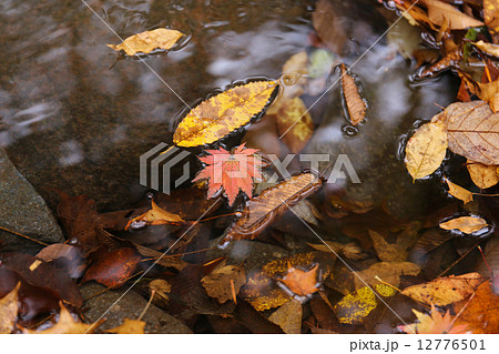川面に浮かぶ落ち葉 12776501