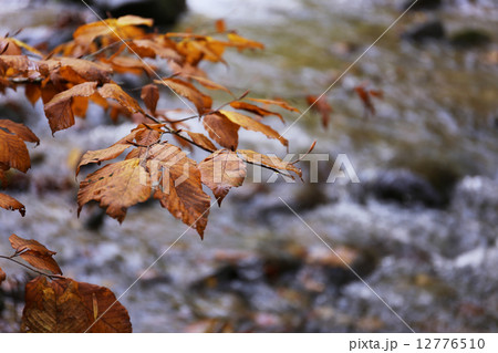尚仁沢湧水の秋_遊歩道 12776510