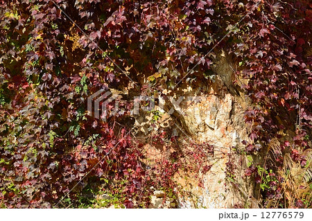 蔦紅葉 12776579