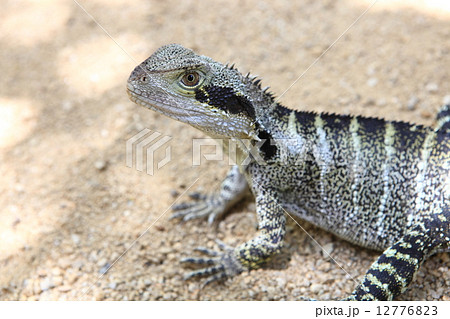 ヒガシウォータードラゴンの写真素材