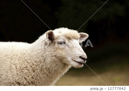 羊　横顔 12777042