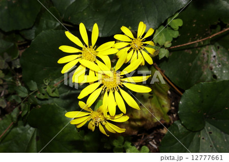 ツワブキの花 12777661