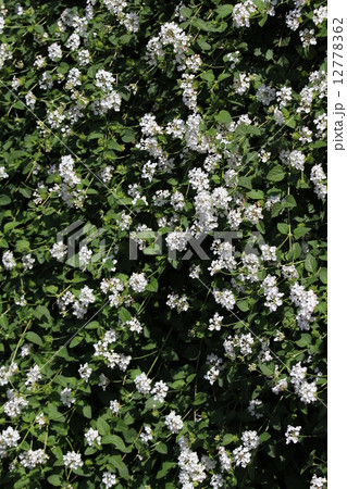 コバノランタナ 12778362