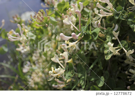 Honeysuckle (Lonicera japonica)  12778672