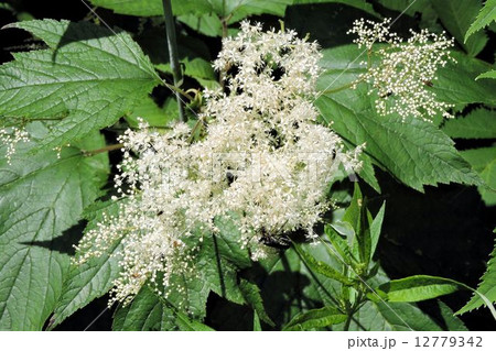 ヤマブキショウマ／尾瀬 12779342