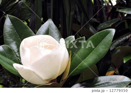 タイサンボク／新宿 12779350