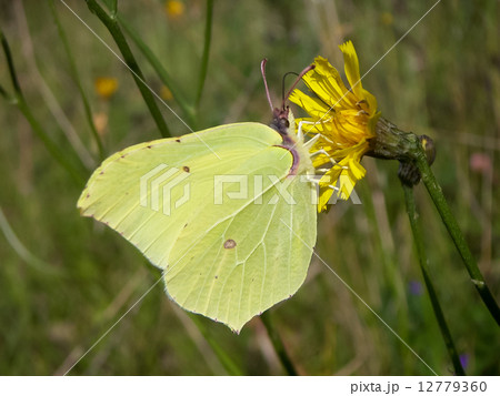 Brimstone butterfly (Gonepteryx rhamni) 12779360