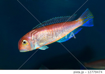 アカアマダイ 12779474