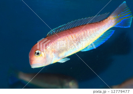 アカアマダイ アカアマダイ 12779477