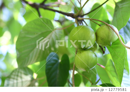 シナアブラギリの実 12779581