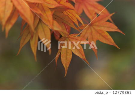 赤く変わりつつある紅葉 赤く変わりつつある紅葉 12779865