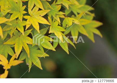 黄色に変わりつつある紅葉 12779866