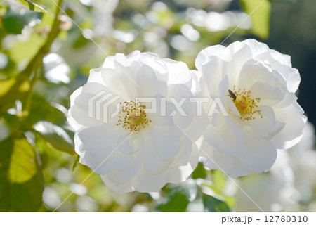 アイスバーグ アイスバーグ 12780310