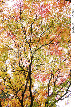紅葉 紅葉 12780357