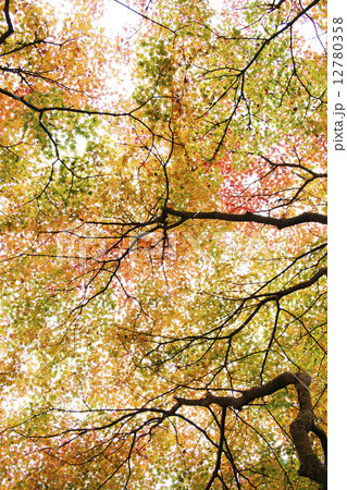 紅葉 紅葉 12780358