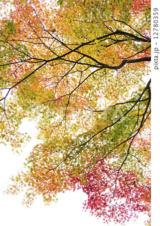 紅葉 紅葉 12780359