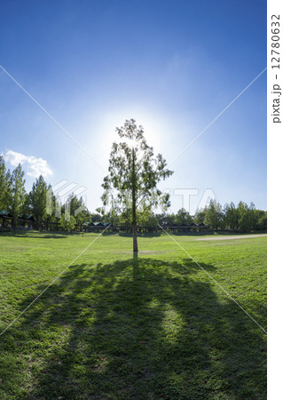 大きな木陰 大きな木陰 12780632