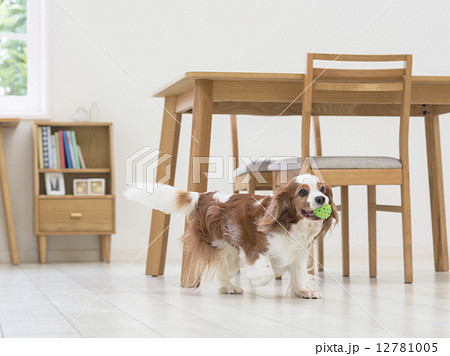 ボールをくわえる犬 ボールをくわえる犬 12781005