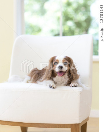 椅子に寝る犬 椅子に寝る犬 12781143