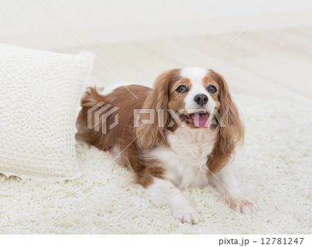 舌を出す犬 舌を出す犬 12781247