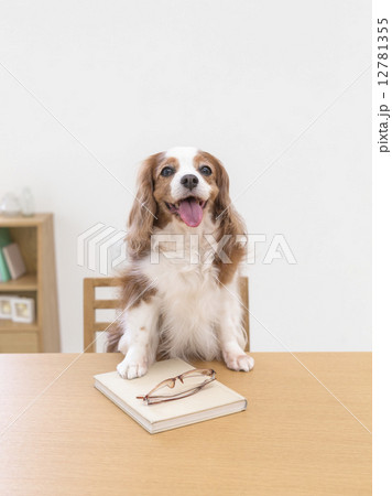 テーブルに手を置く犬 テーブルに手を置く犬 12781355