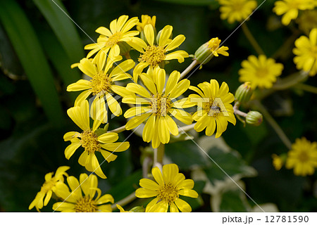 ツワブキの花 12781590