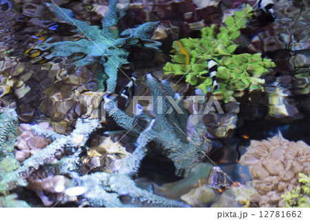 珊瑚と小さな魚 珊瑚と小さな魚 12781662