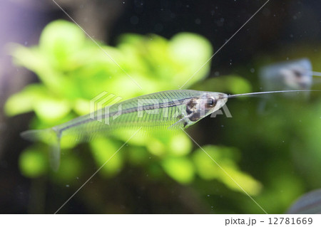 トランスルーセントグラスキャット 12781669