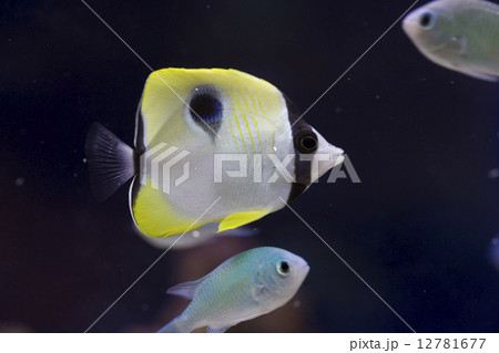 イッテンチョウチョウウオ 12781677