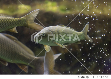 純日本産の鯉 12781678