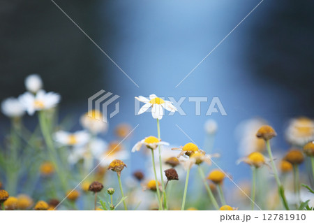 Little white flower 12781910