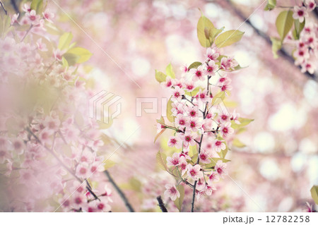 sakura cherry blossom flowers sakura cherry blossom flowers 12782258