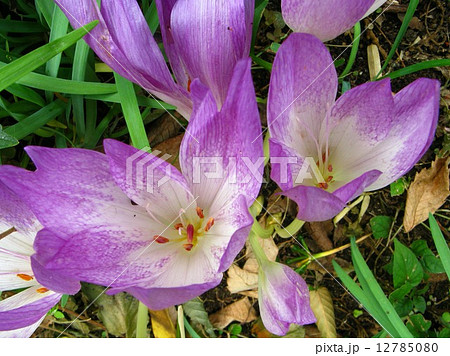 秋口に透明感のある紫色の花が咲く 球根植物ですの写真素材