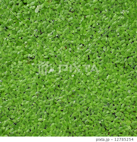 duckweed or water lettuce 12785254