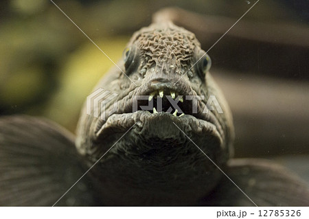 オオカミウオ 12785326