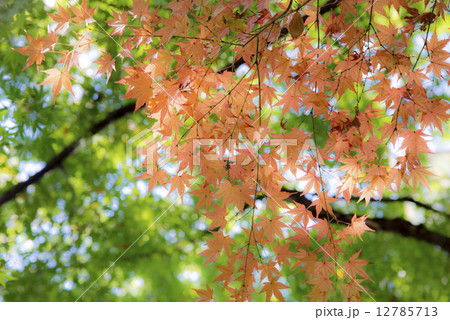 紅葉 12785713