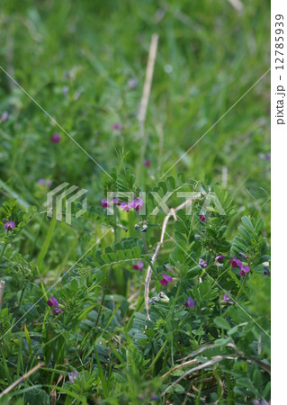 烏野豌豆　本名は矢筈豌豆ヤハズエンドウ 12785939