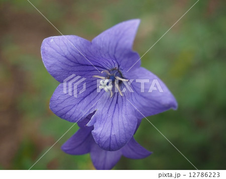 リンドウ 12786223