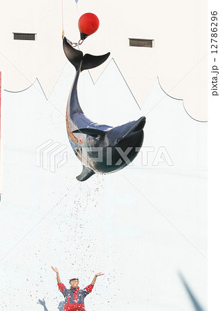 須磨水族園のイルカショー 12786296